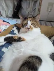 ふわふわふわの画像