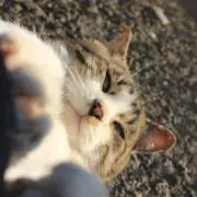 たなかの画像
