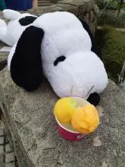 なつめの画像