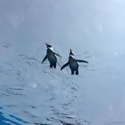 tanの画像