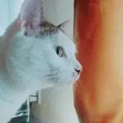 はぎも