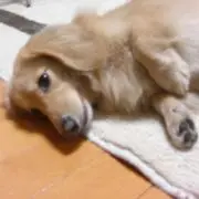 Yukiの画像