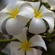 プルメリアの画像