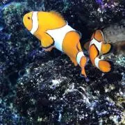 魚好きの人の画像
