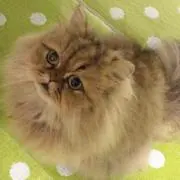 オカヒロミ