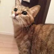 まろすけ