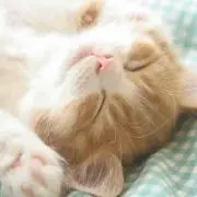 キッコロりん