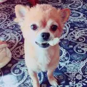 さとちゃんの画像