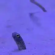 煮アナゴの画像