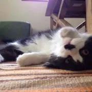 しん