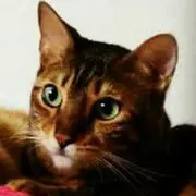 ベルルの画像