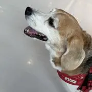 アトム