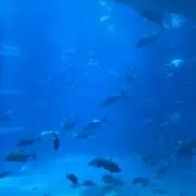 taaaの画像
