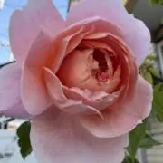 Yuyuの画像