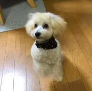 アリエル