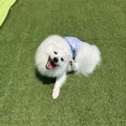 だい