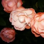 兎華