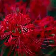 彼岸花
