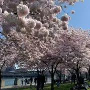 ニコニコおやじの画像