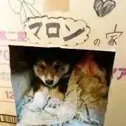 まろんの画像