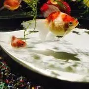 あや