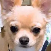 チョコバット