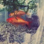 ゆらゆらの画像