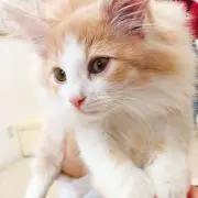 arinkoの画像