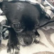 おはなの画像