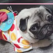 Macconの画像