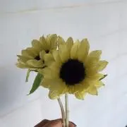 Nの画像