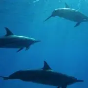 Kahoの画像