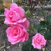Rose♡の画像