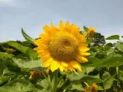 iの画像