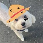 あゆの画像