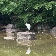 おちゃの画像