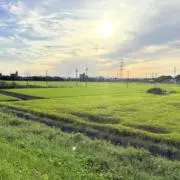 りなりな