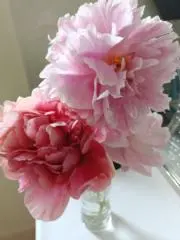 mokoの画像