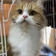 あやの画像