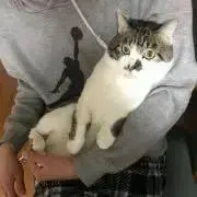 ペペロン