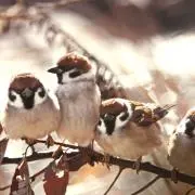 チャッピーの画像