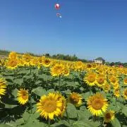 けいの画像