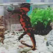 あきら