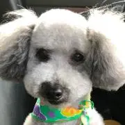 ミッフィーズの画像