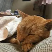 tnr0514