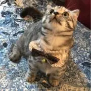 シャネイ