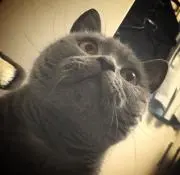 ぱっつんの画像