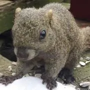 のりちか