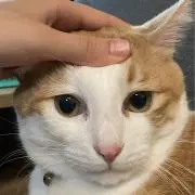 ちゃりやんの画像