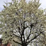 木蓮
